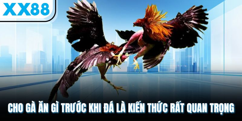 Cho gà ăn gì trước khi đá là kiến thức rất quan trọng