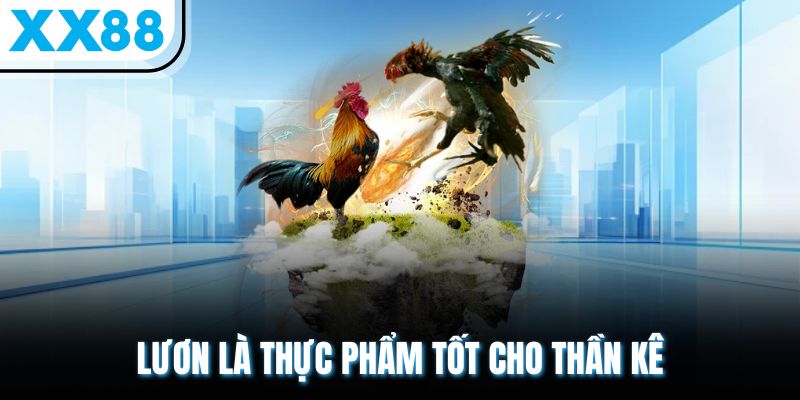 Lươn là thực phẩm tốt cho thần kê