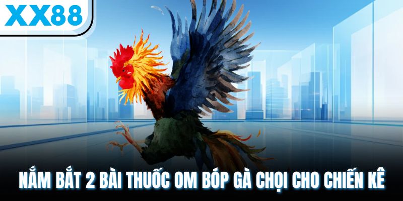 Om Bóp Gà Chọi - Bài Thuốc 10 Vị Giúp Chiến Kê Sung Mãn 1 Nắm bắt 2 bài thuốc om bóp gà chọi cho chiến kê