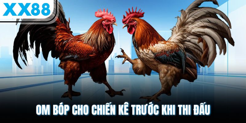 Om Bóp Gà Chọi - Bài Thuốc 10 Vị Giúp Chiến Kê Sung Mãn 3 Om bóp cho chiến kê trước khi thi đấu